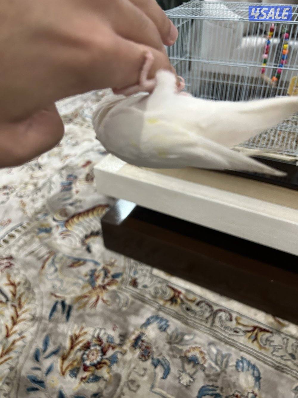 لوف بيرد ربوة قفص1