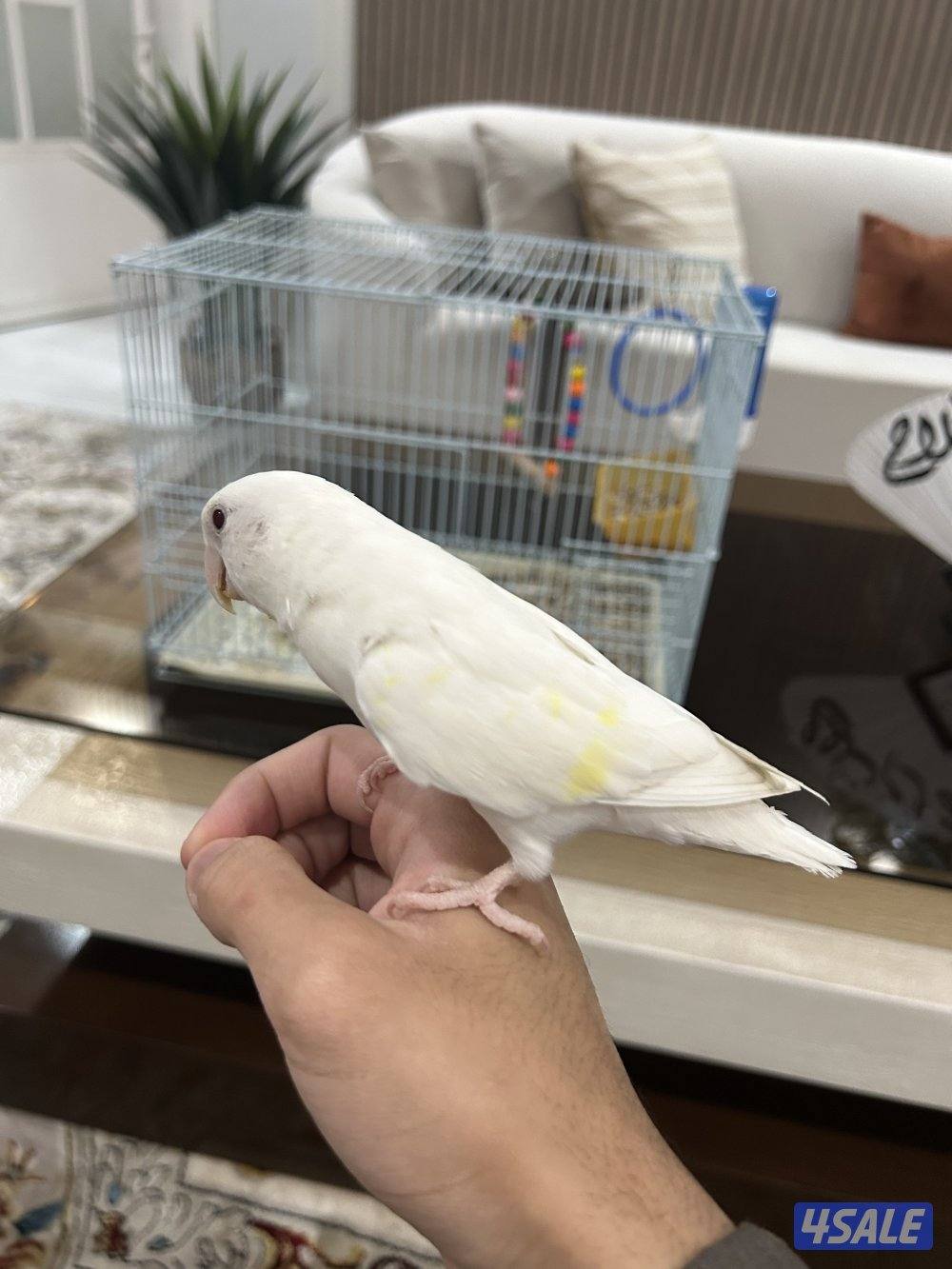 لوف بيرد ربوة قفص3