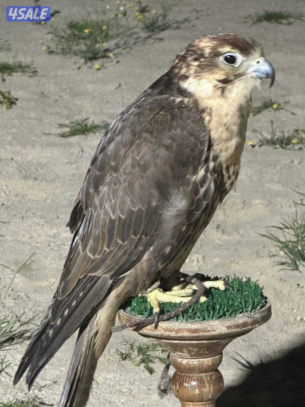 طيرين حرار شماليه0