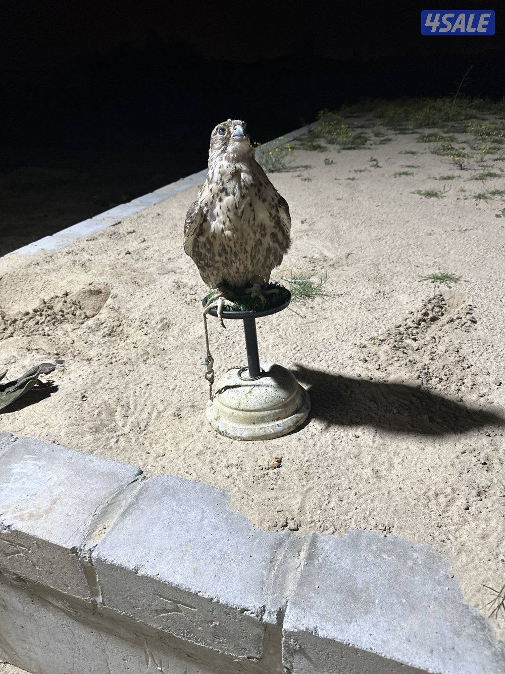 طيرين حرار شماليه1