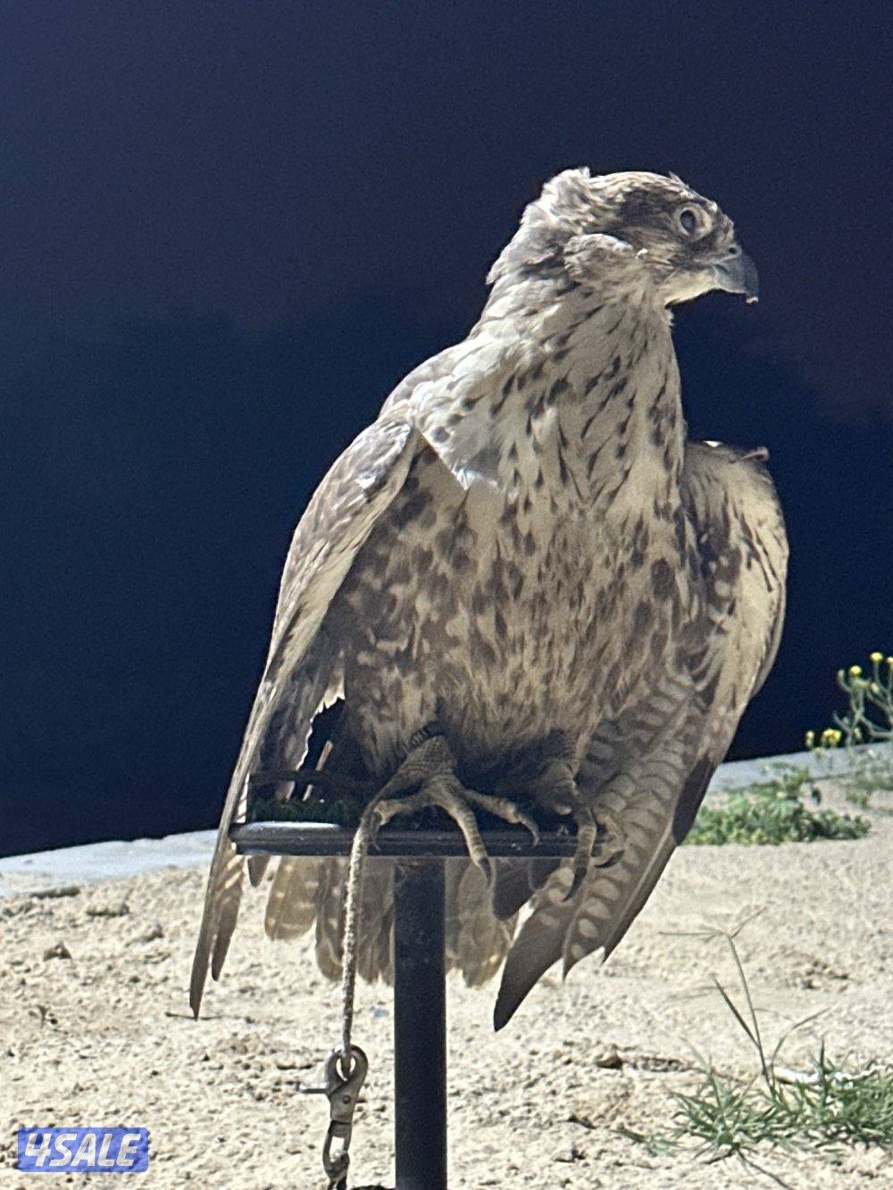 طيرين حرار شماليه3