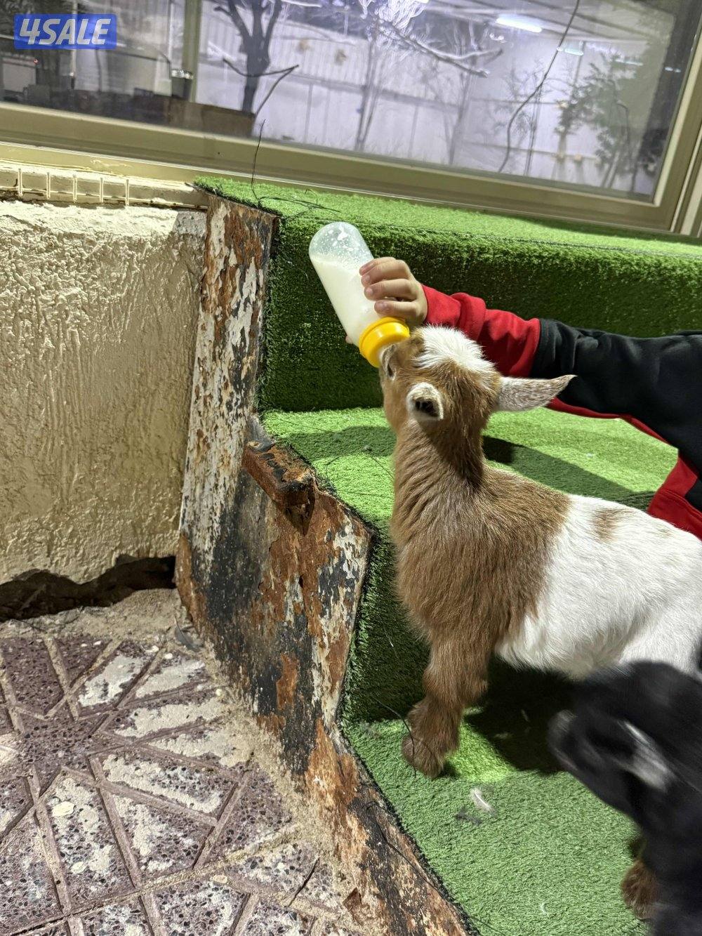 تيس جيكي متعلم على المميه1