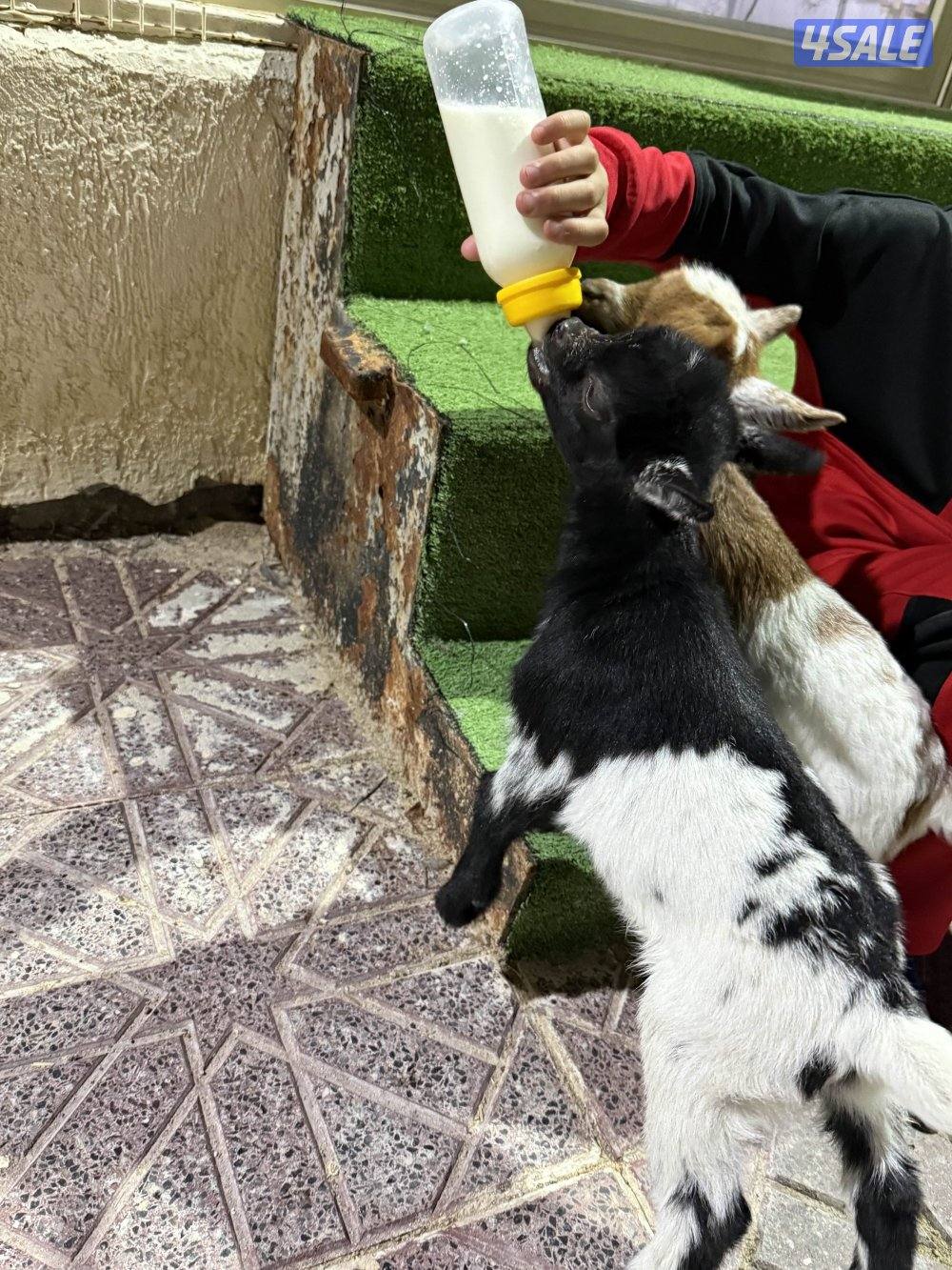 تيس جيكي متعلم على المميه2