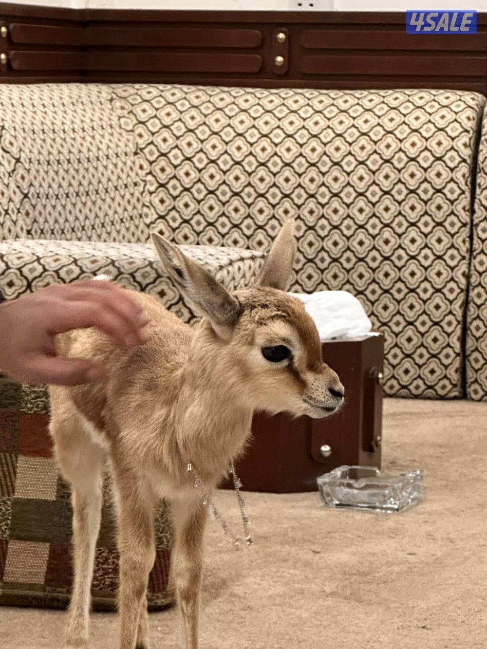 للبيع غزاله على السوم0