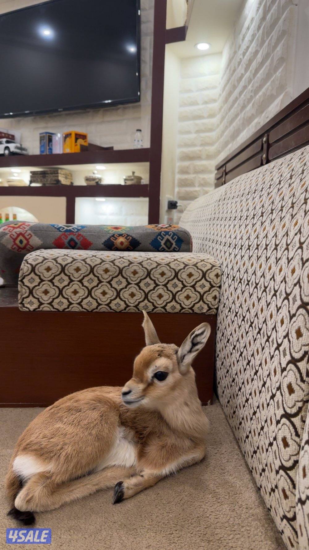 للبيع غزاله على السوم1