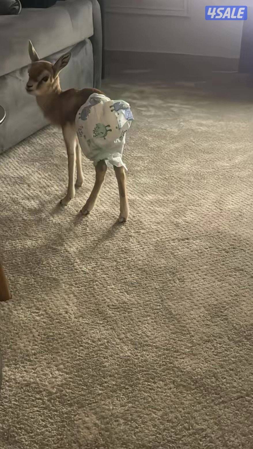 للبيع غزاله على السوم2