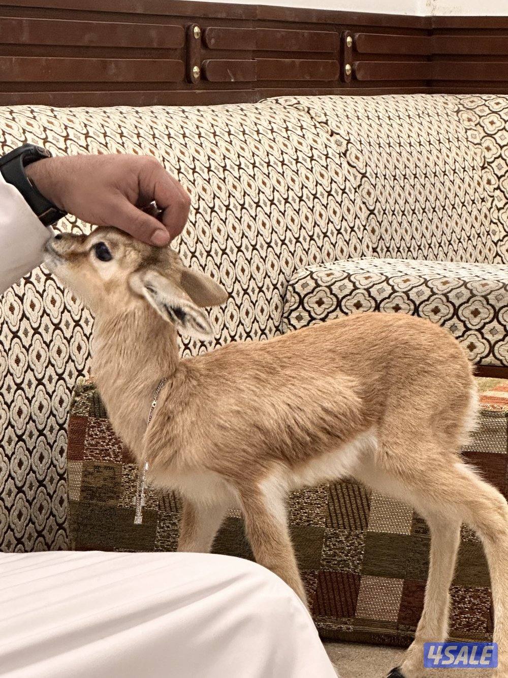 للبيع غزاله على السوم3