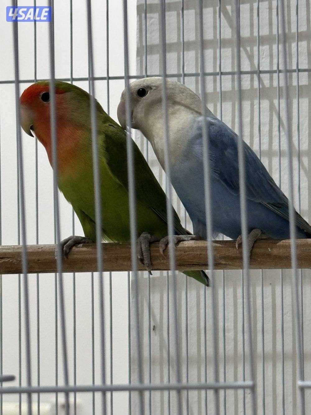 للبيع على ازواج لو بيرد منتجه0