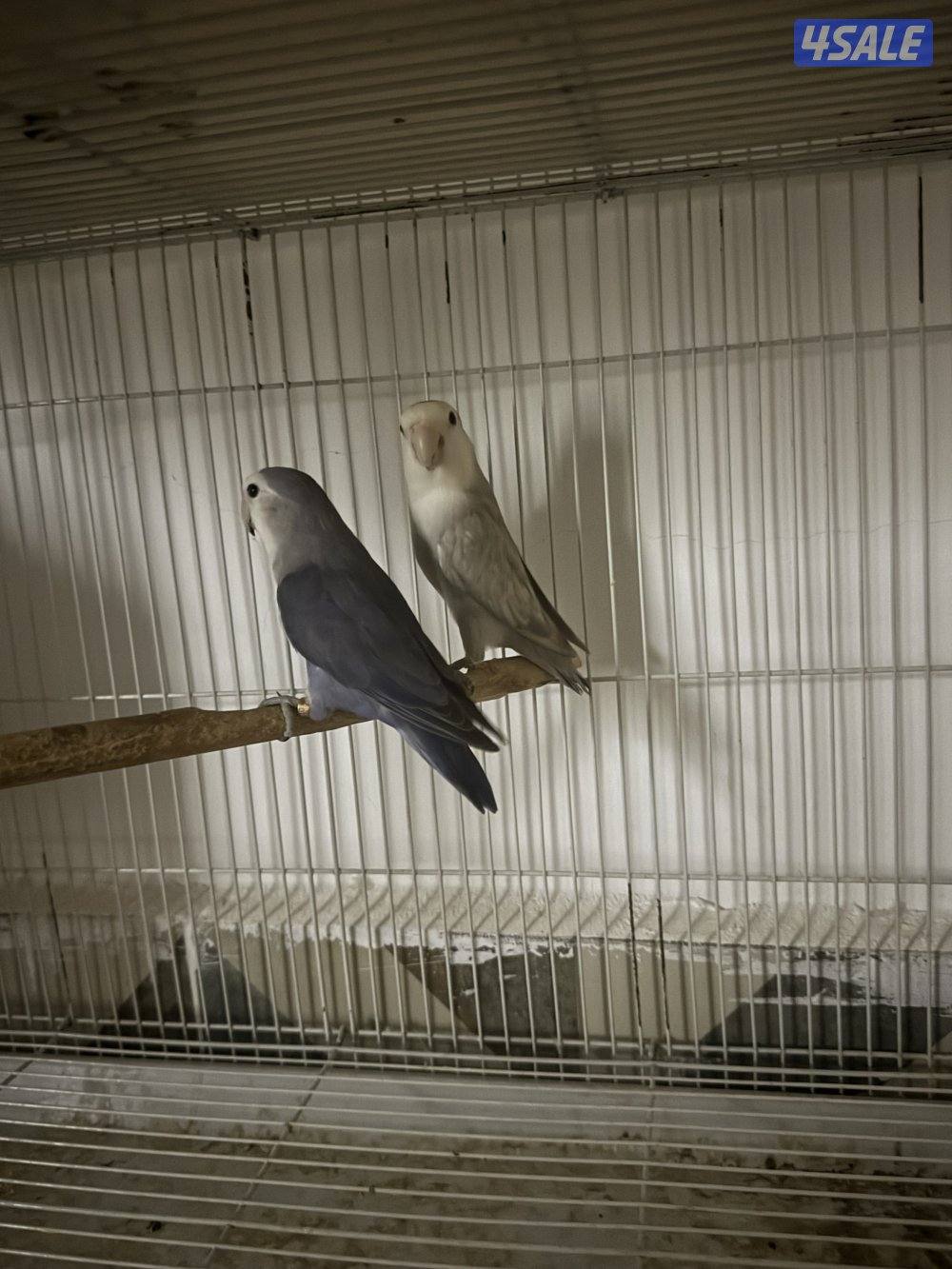 للبيع على ازواج لو بيرد منتجه1