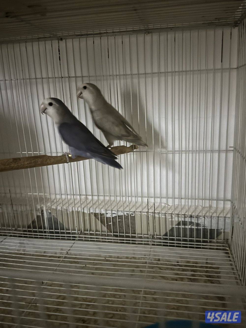 للبيع على ازواج لو بيرد منتجه2