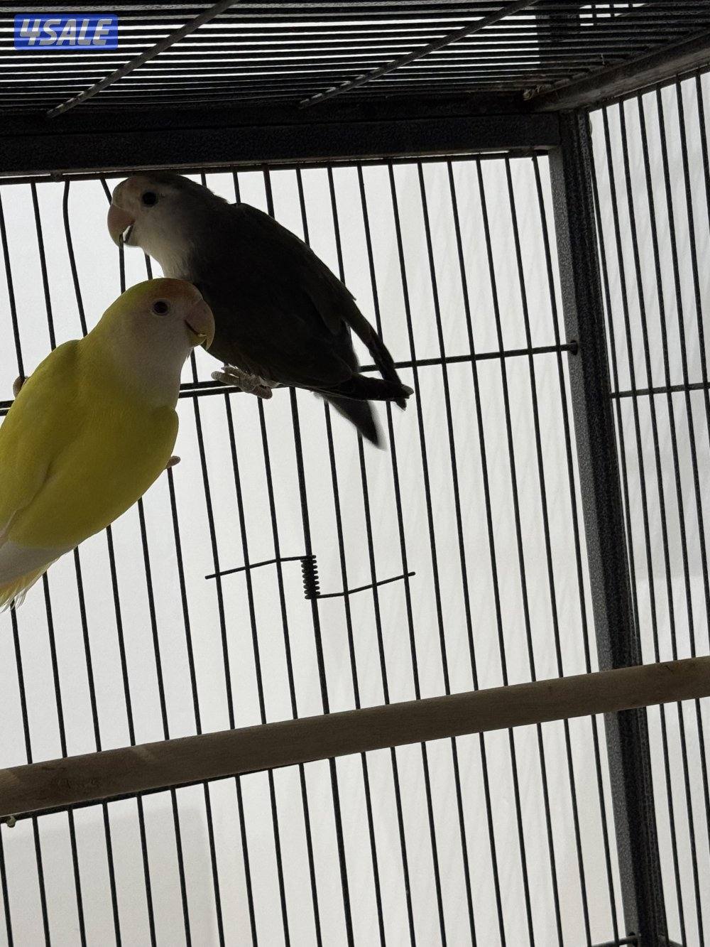 للبيع على ازواج لو بيرد منتجه3