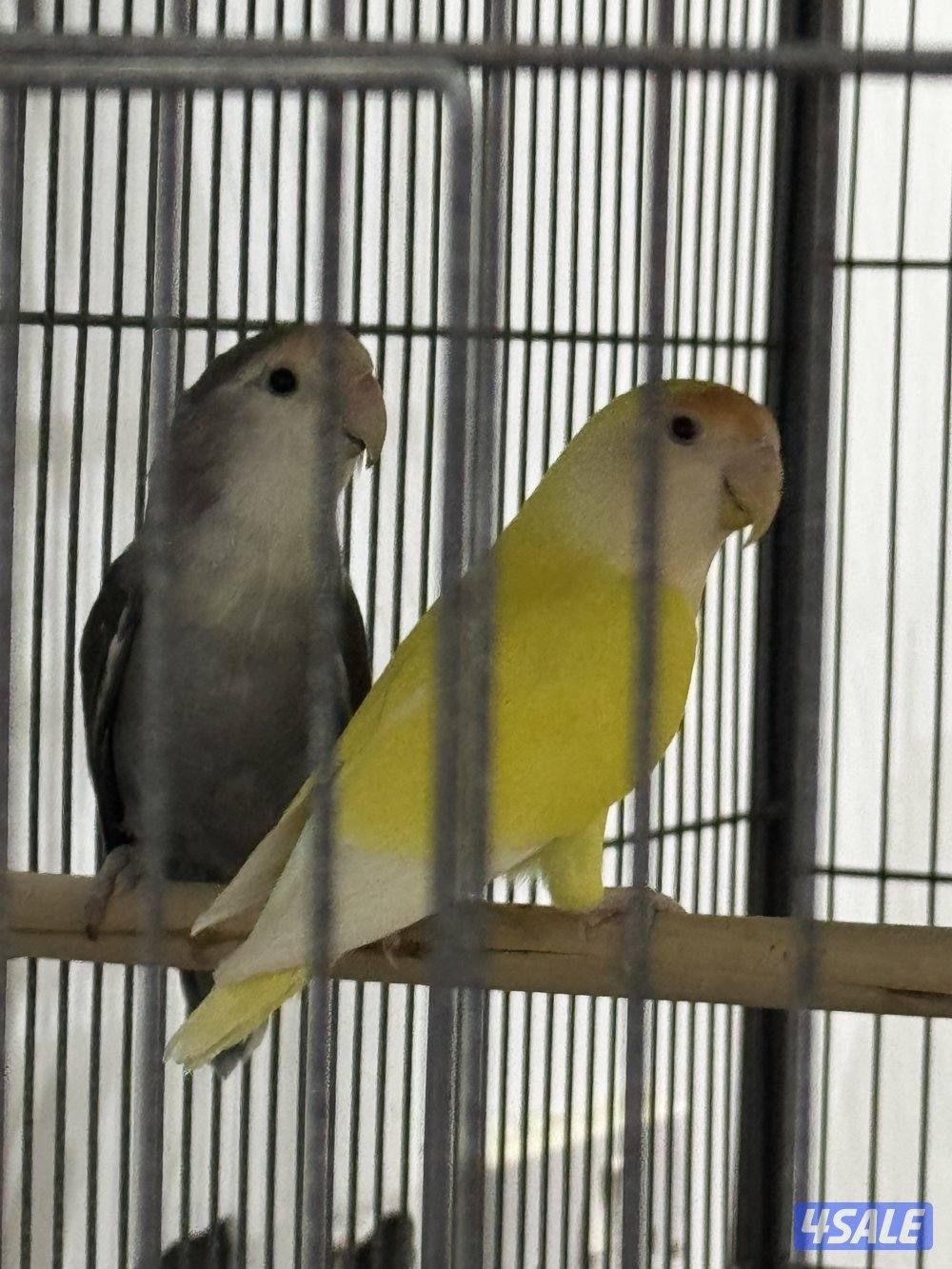 للبيع على ازواج لو بيرد منتجه4