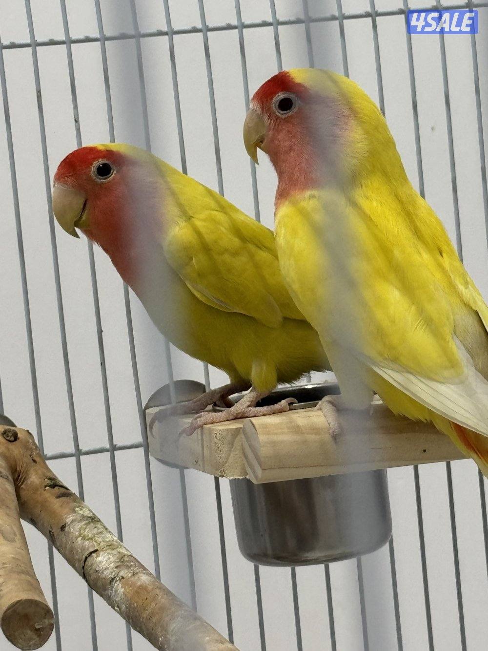 للبيع على ازواج لو بيرد منتجه5