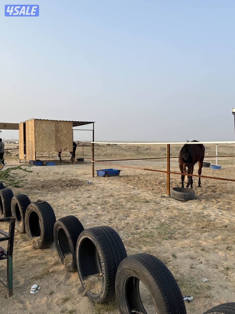 للايجار مربط خيل بر الوفره - عنايه - ركوب خيل واماكن محدوده0