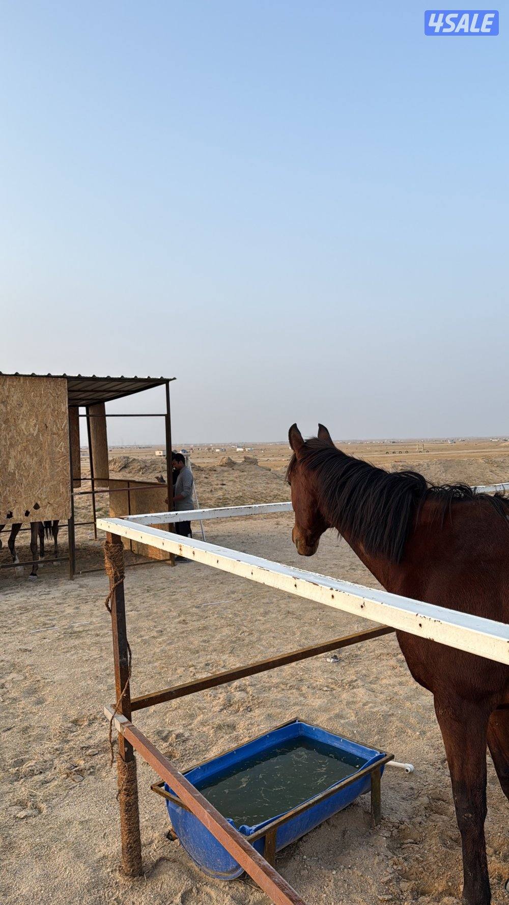 للايجار مربط خيل بر الوفره - عنايه - ركوب خيل واماكن محدوده1