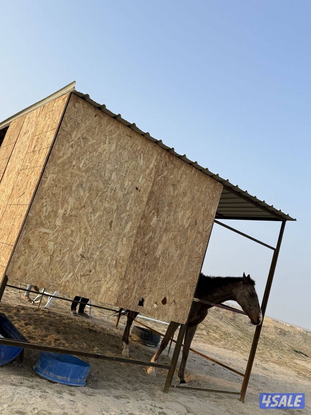 للايجار مربط خيل بر الوفره - عنايه - ركوب خيل واماكن محدوده3