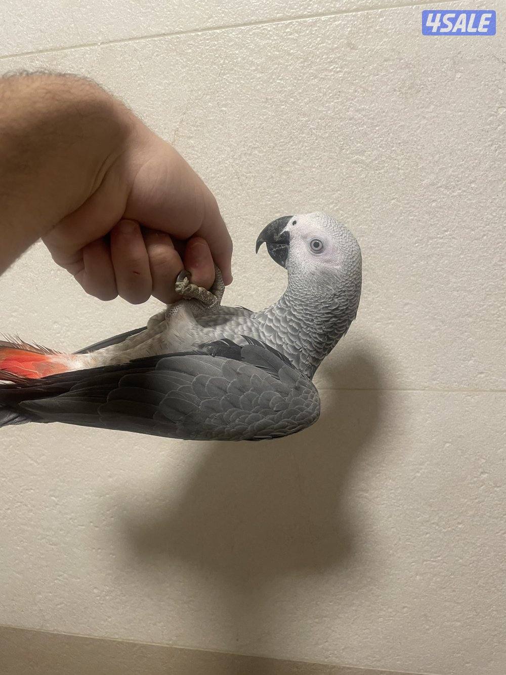 كاسكو للبيع0