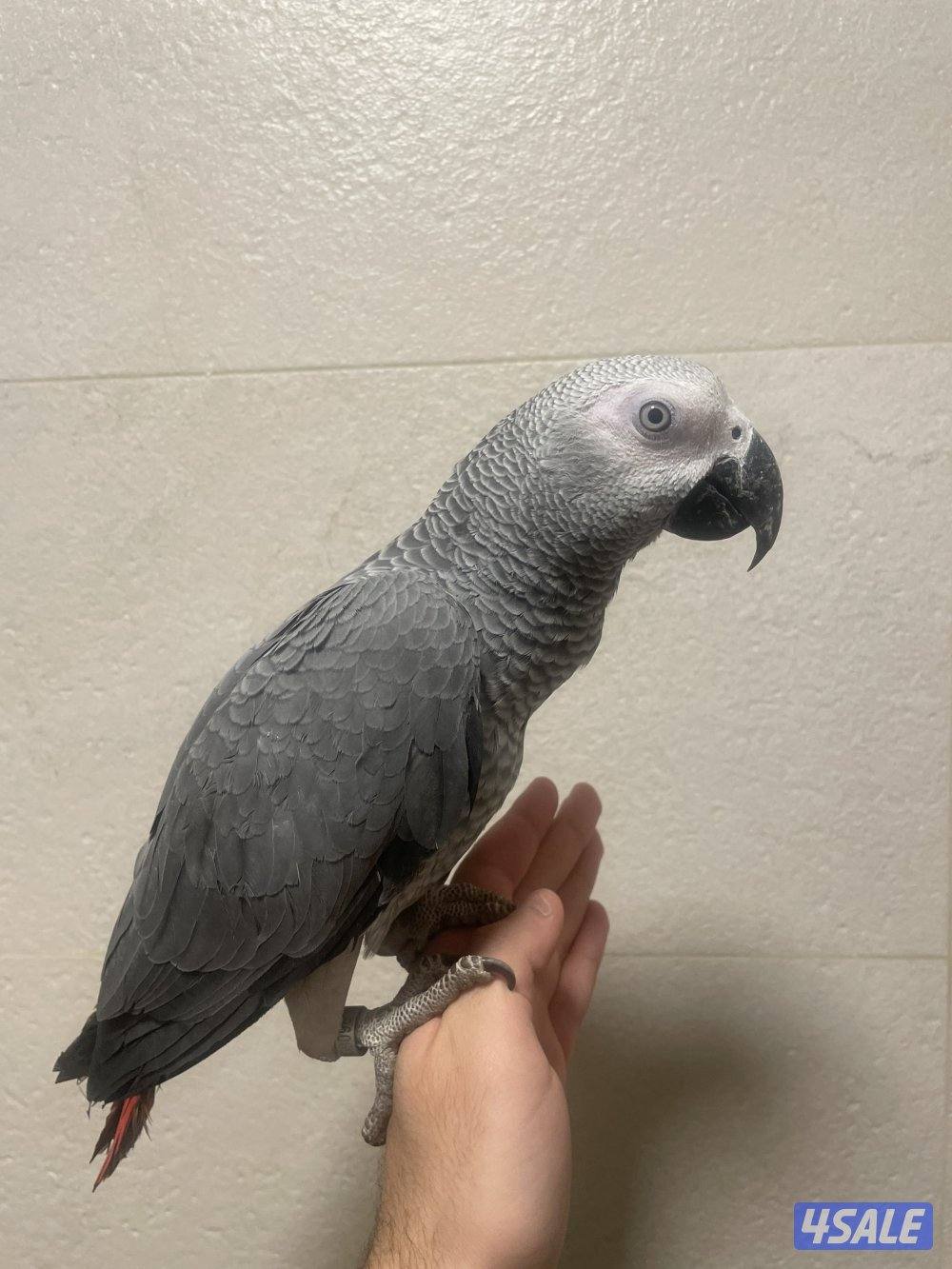 كاسكو للبيع1