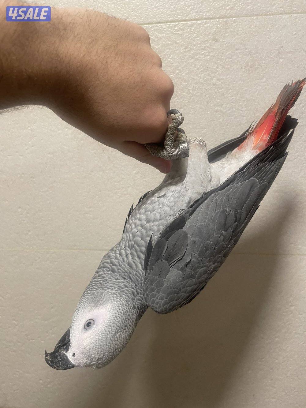 كاسكو للبيع2