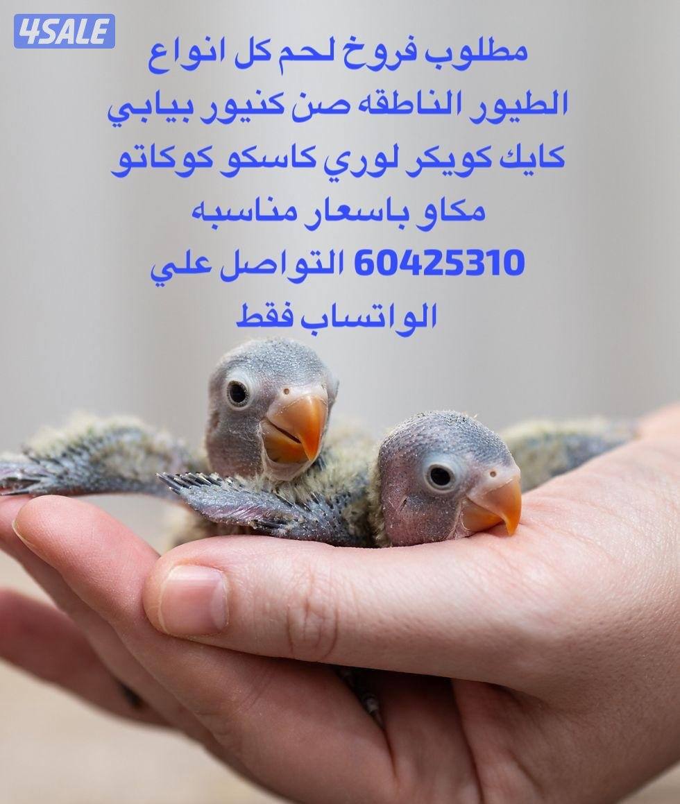 نشتري فروخ الطيور الناطقه0