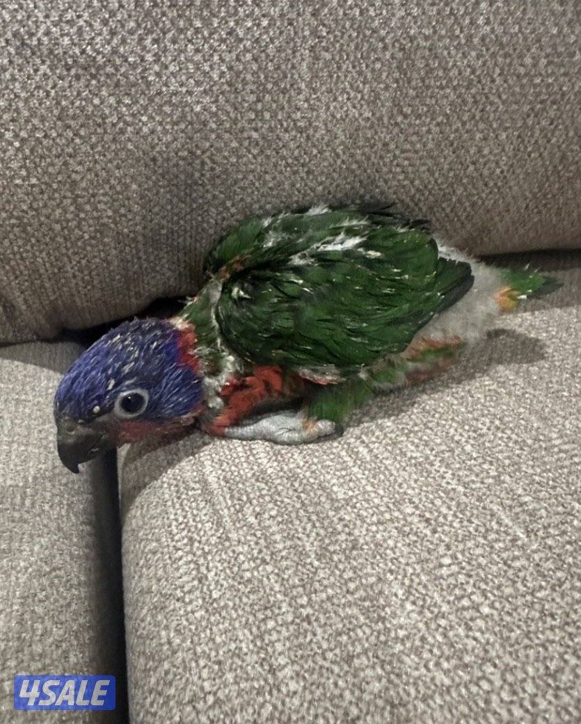 لواري للبيع1