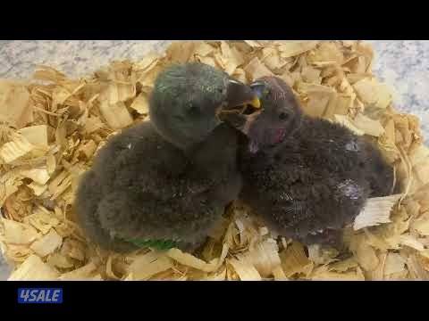 فروخ اكلكتس0