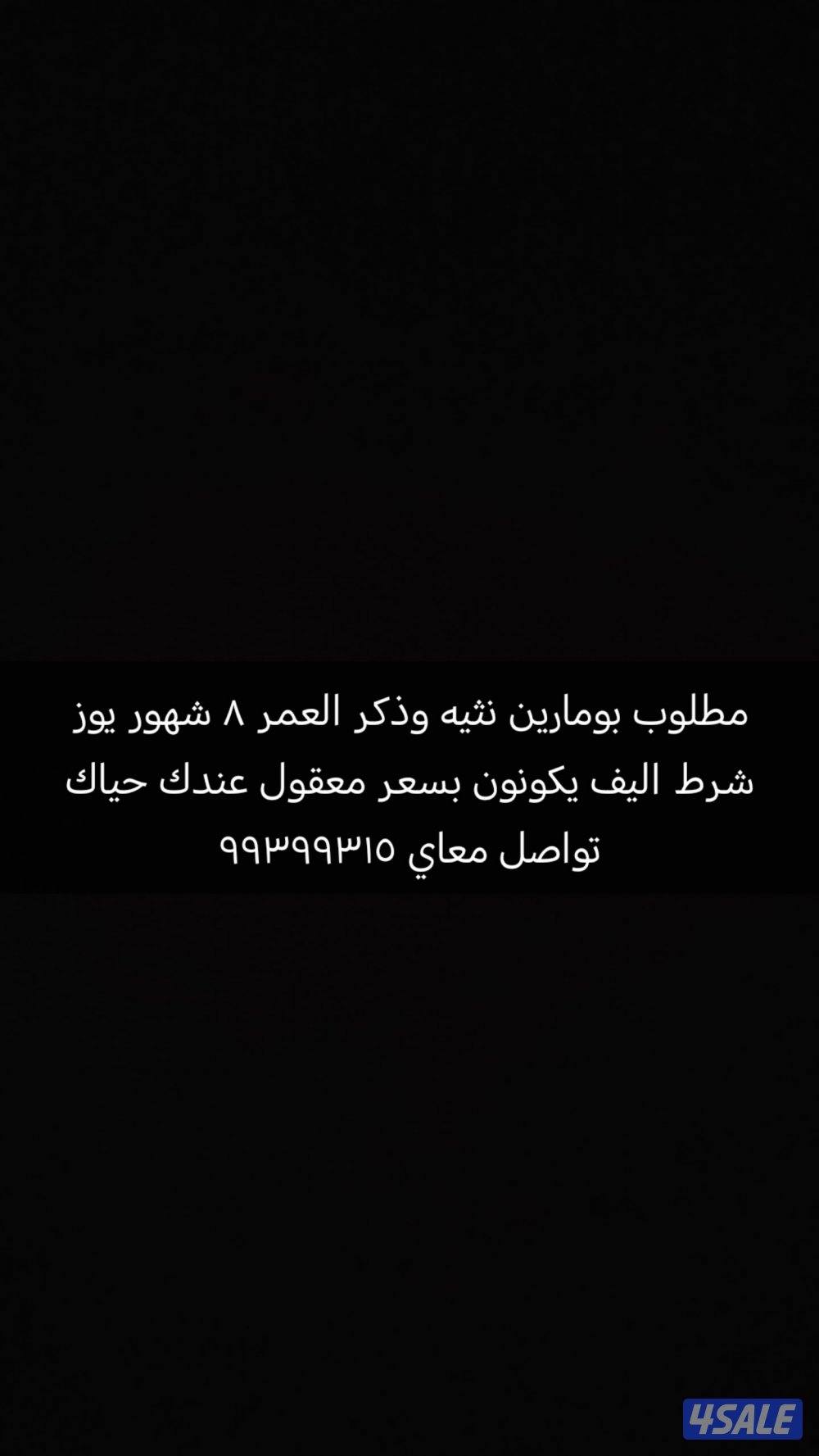 مطلوب بومارين نثيه وذكر0