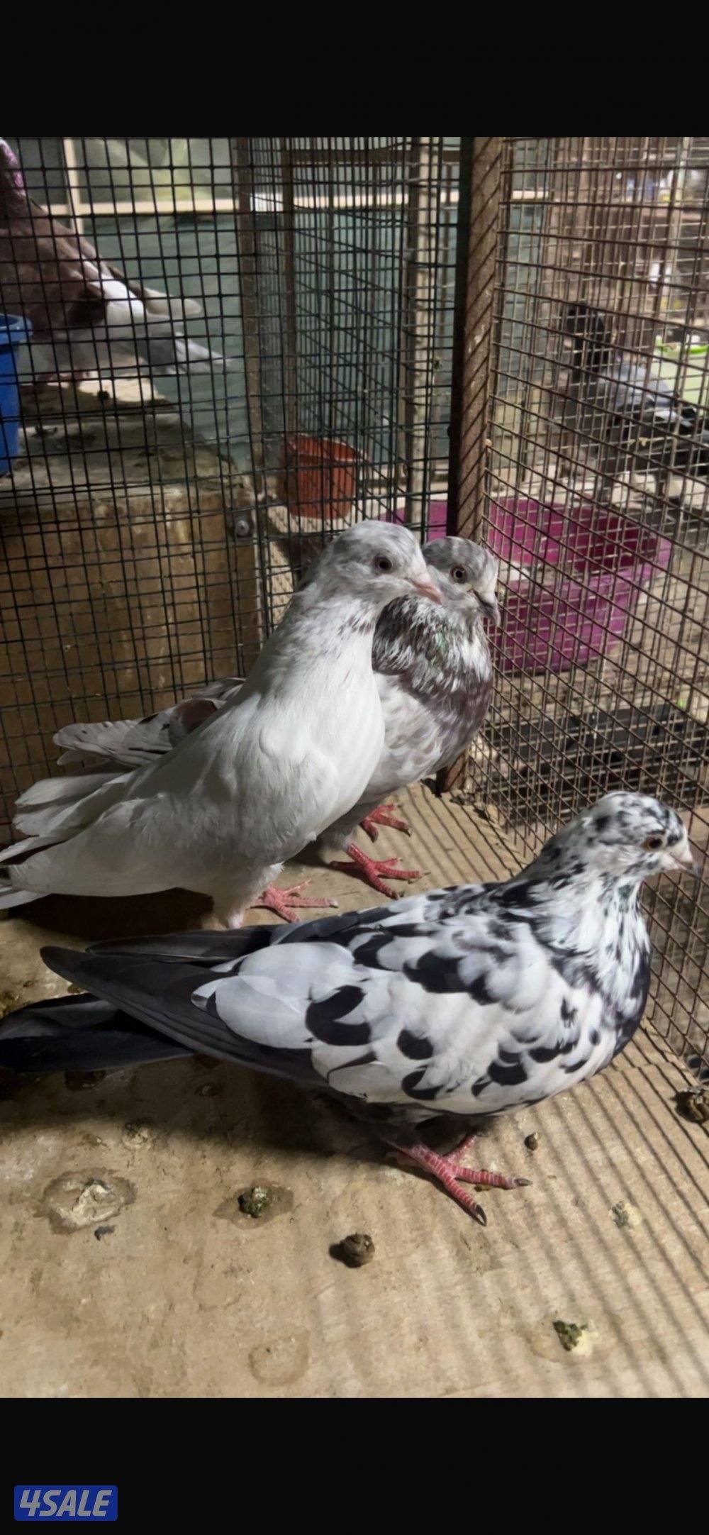 للبيع حمام باكستاني ودحل العدد فوق ٨٠ الاستلام مزارع الوفره0