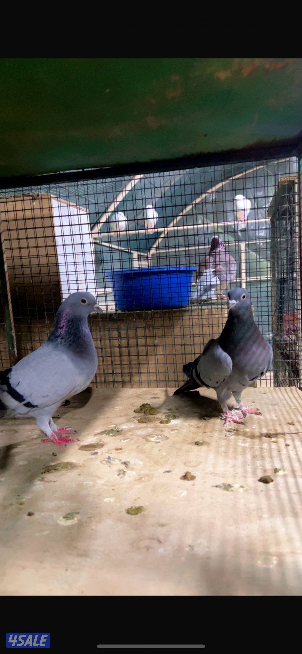 للبيع حمام باكستاني ودحل العدد فوق ٨٠ الاستلام مزارع الوفره1