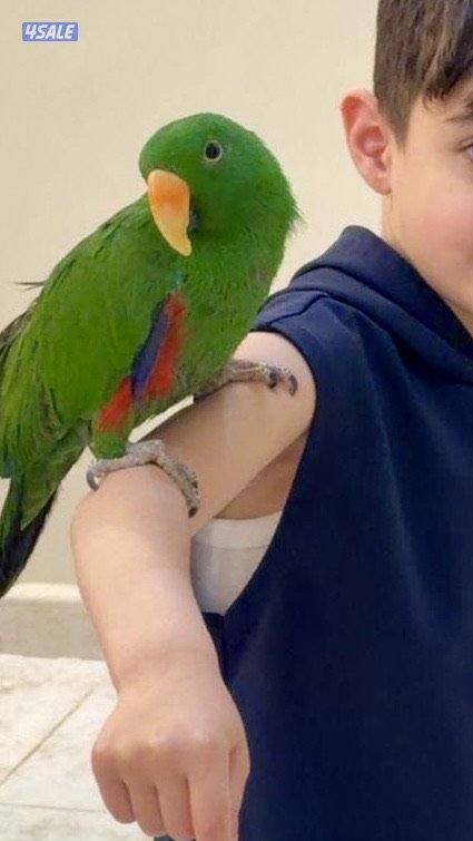ببغاء متكلم اكليكتوس اسمه ( كوكو )0