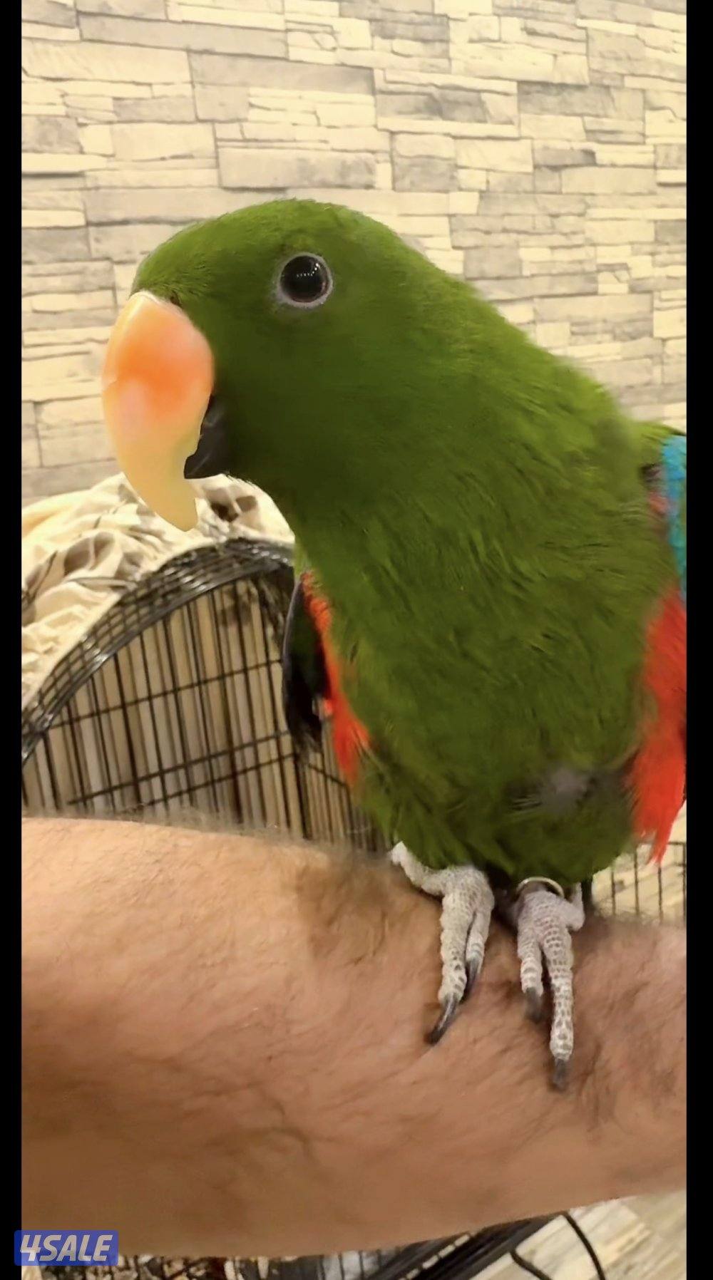ببغاء متكلم اكليكتوس اسمه ( كوكو )2