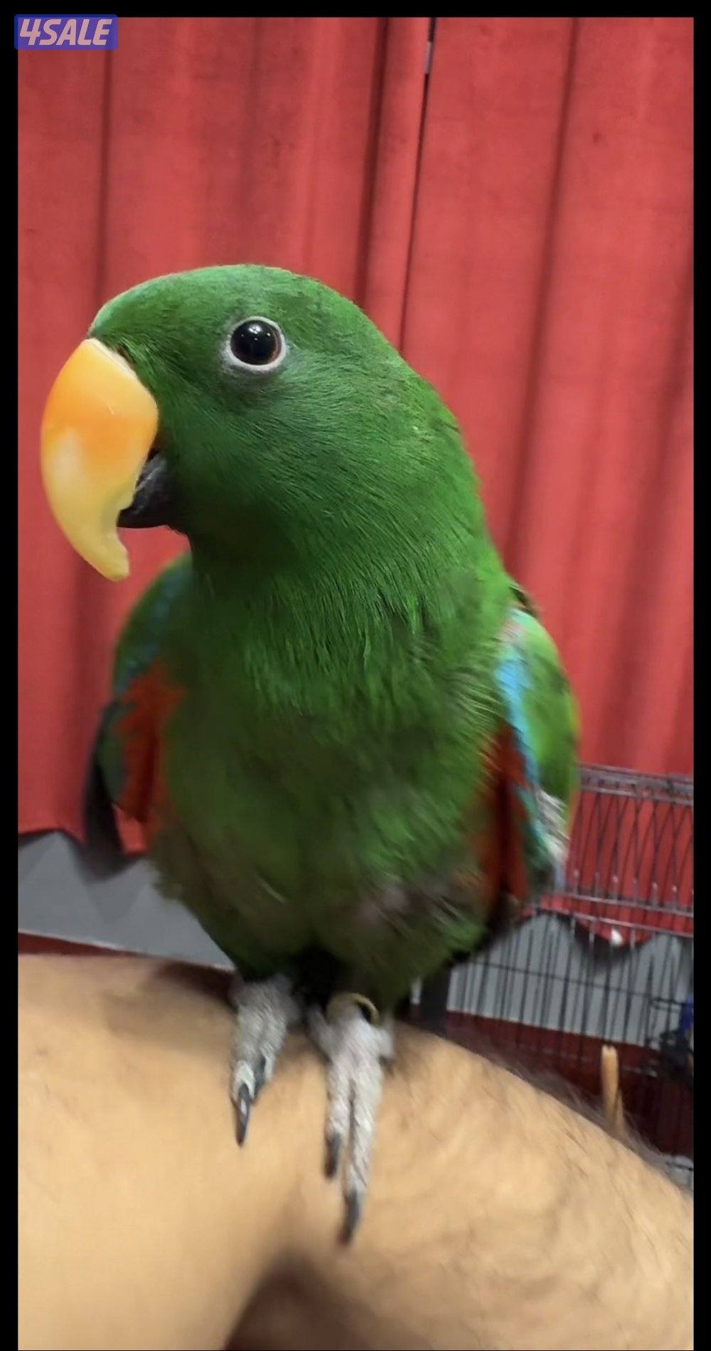 ببغاء متكلم اكليكتوس اسمه ( كوكو )1