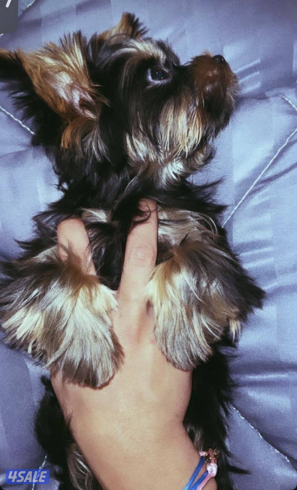 بيعه سريعه يورك نثيه وذكر مستوي عالي متعلمين على باد1