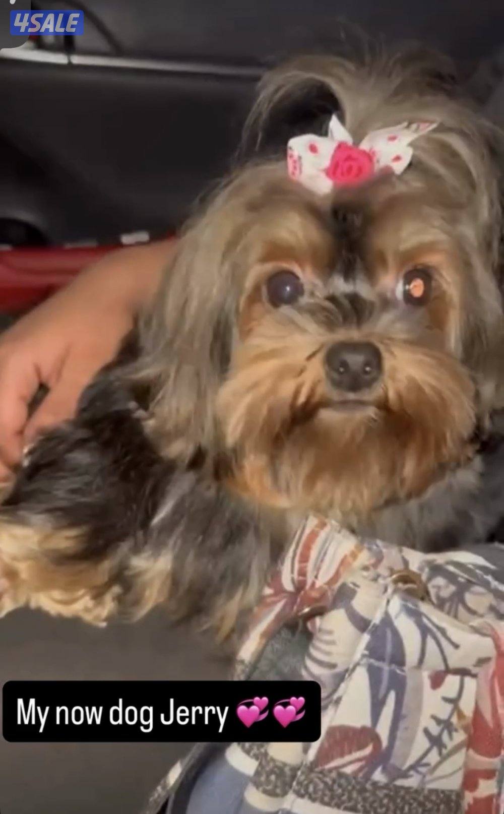 بيعه سريعه يورك نثيه وذكر مستوي عالي متعلمين على باد0