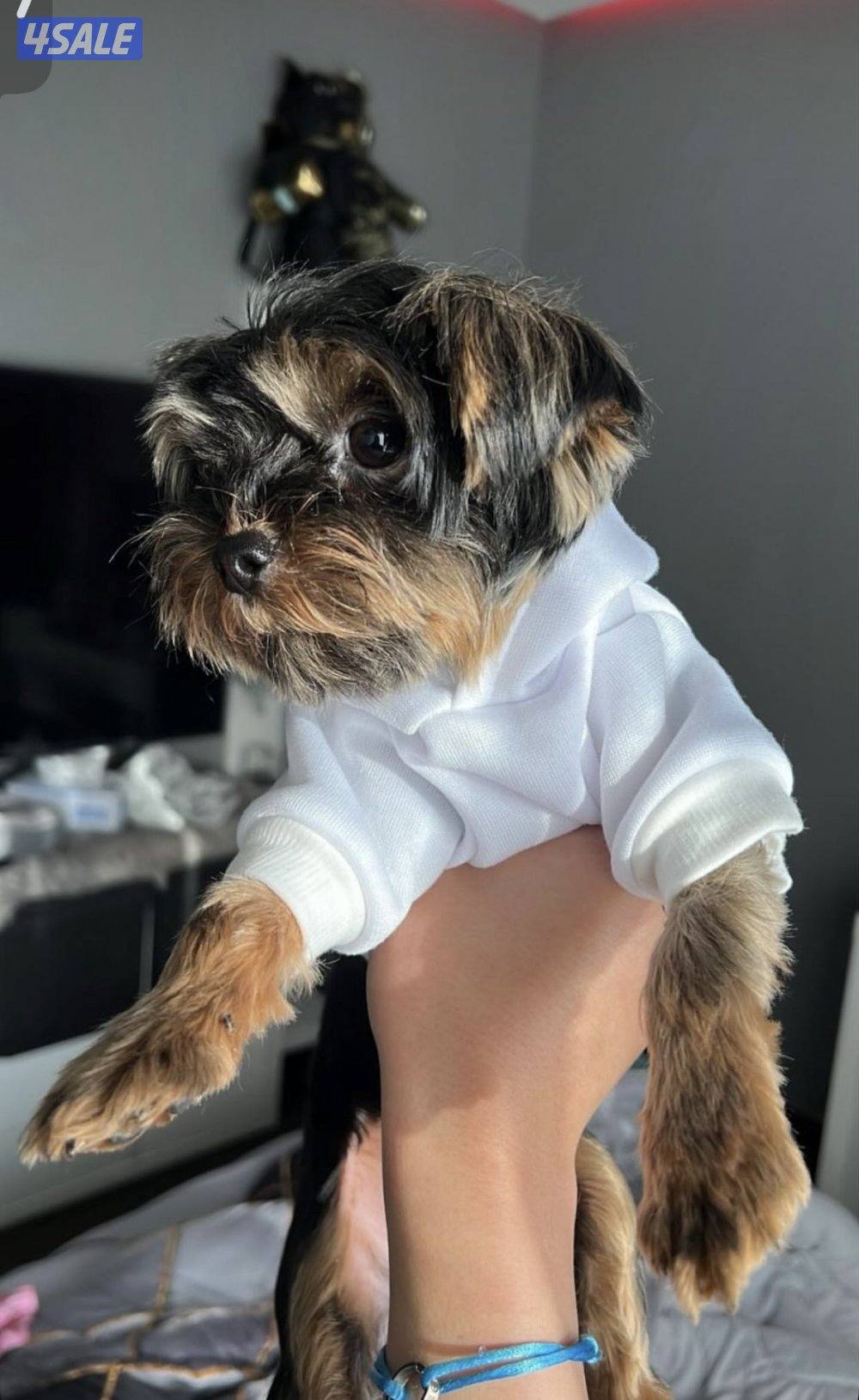 بيعه سريعه يورك نثيه وذكر مستوي عالي متعلمين على باد2