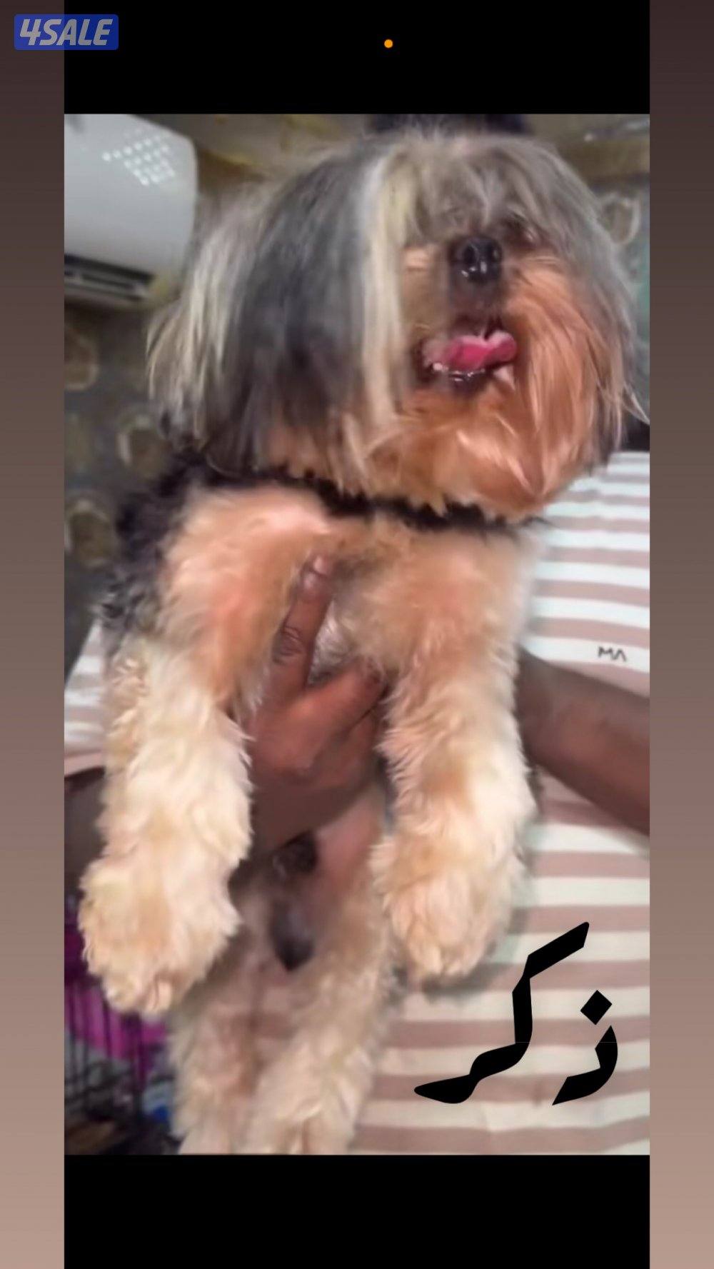 بيعه سريعه يورك نثيه وذكر مستوي عالي متعلمين على باد3