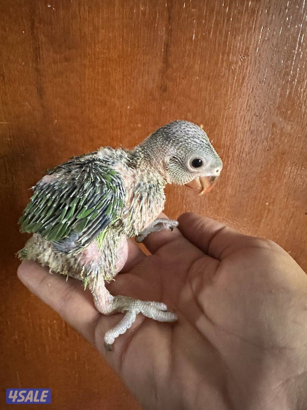 فروخ بيبي متوه عس0