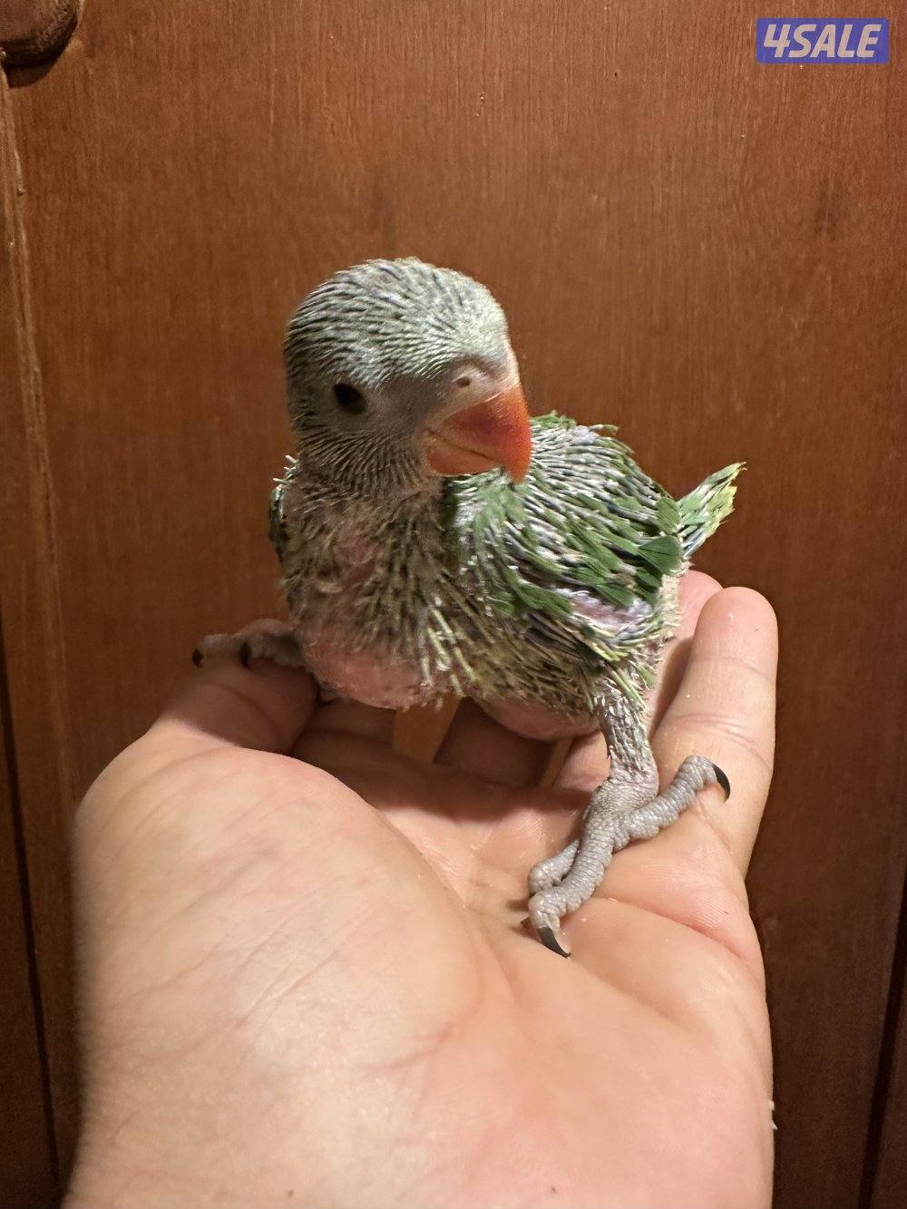 فروخ بيبي متوه عس1