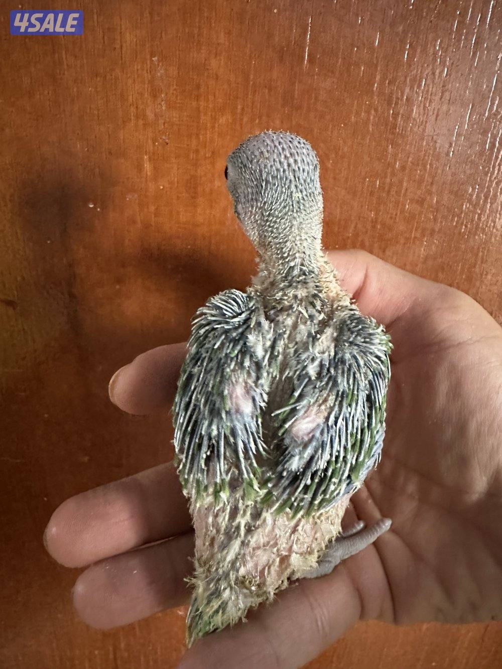 فروخ بيبي متوه عس2