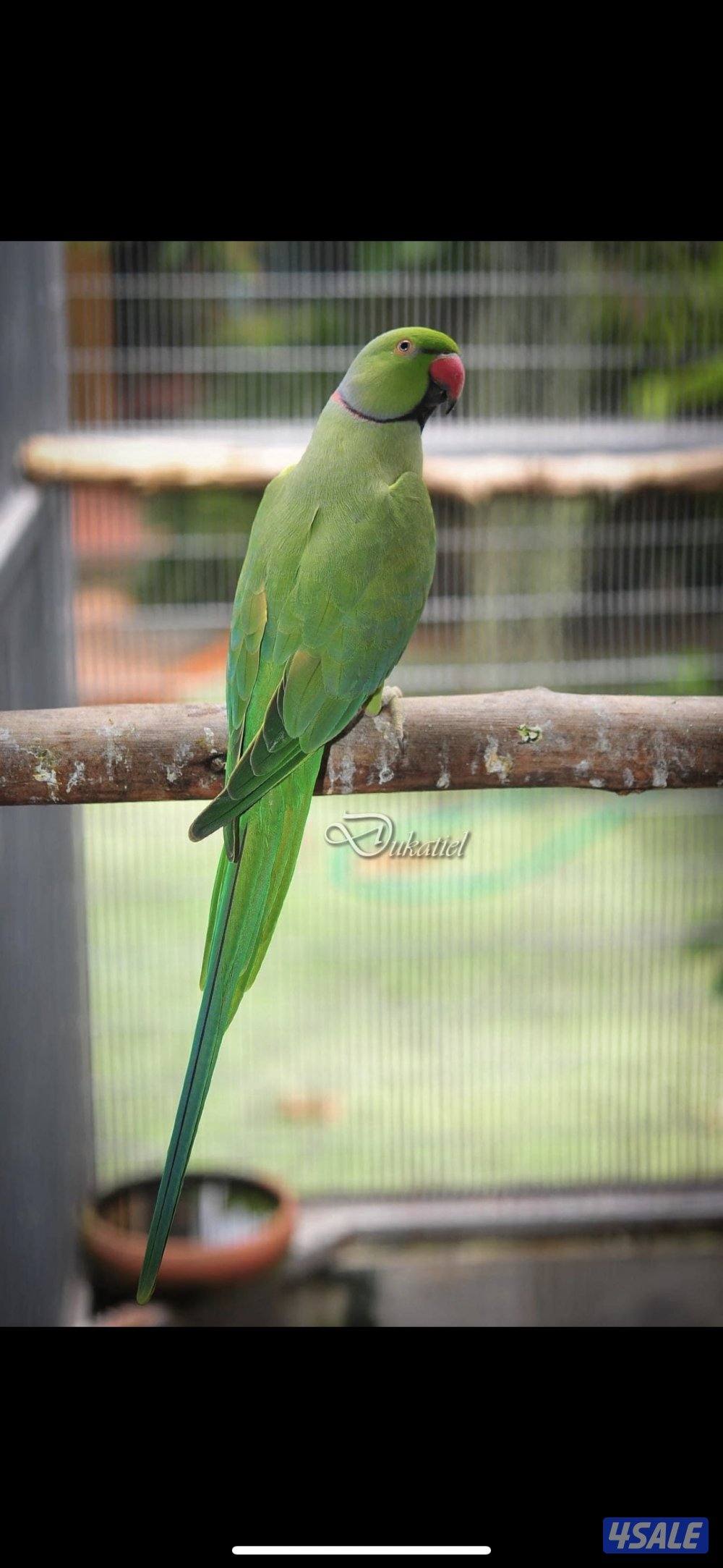 فروخ بيبي متوه عس3