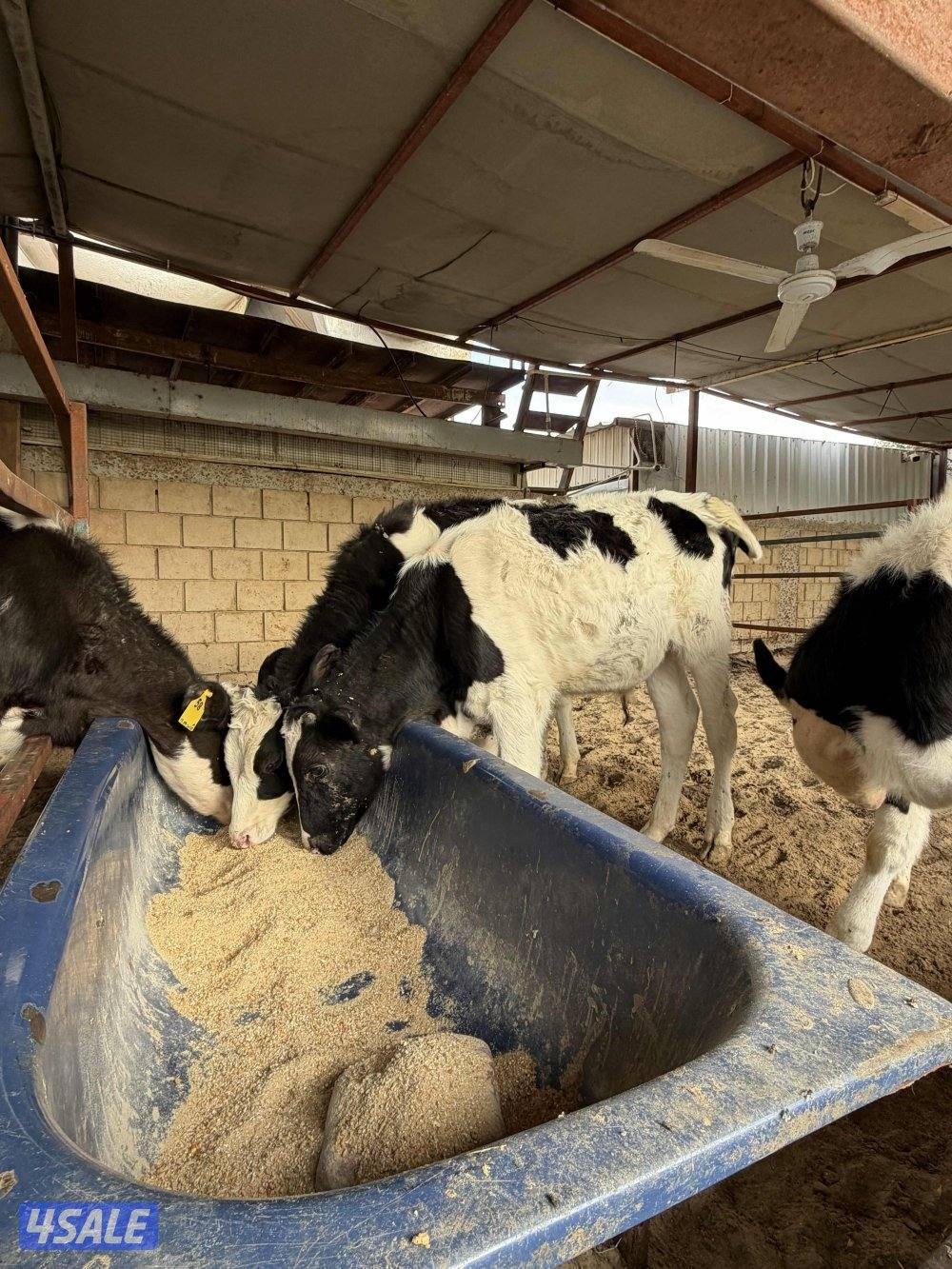 للبيع عجول0