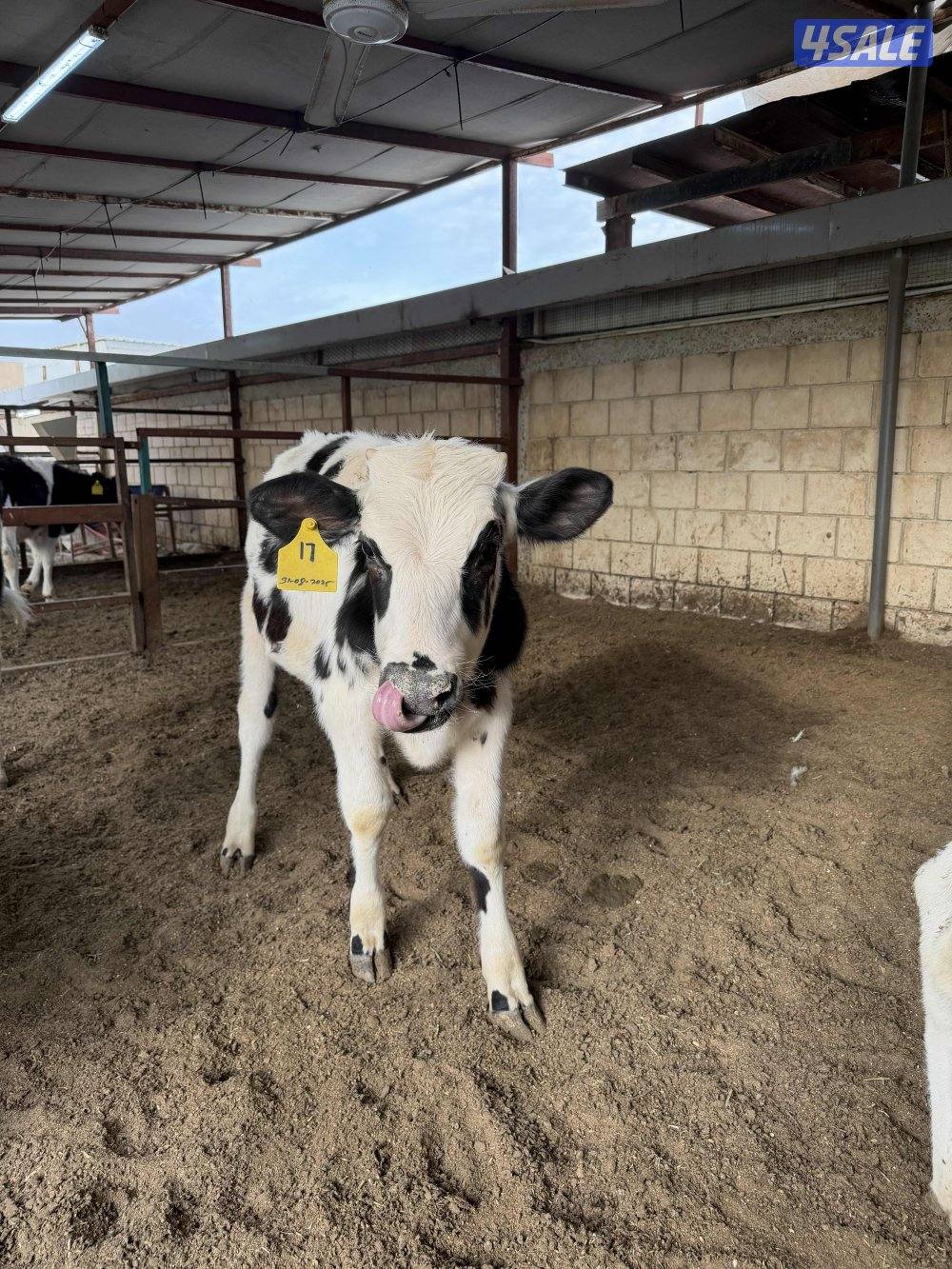 للبيع عجول2