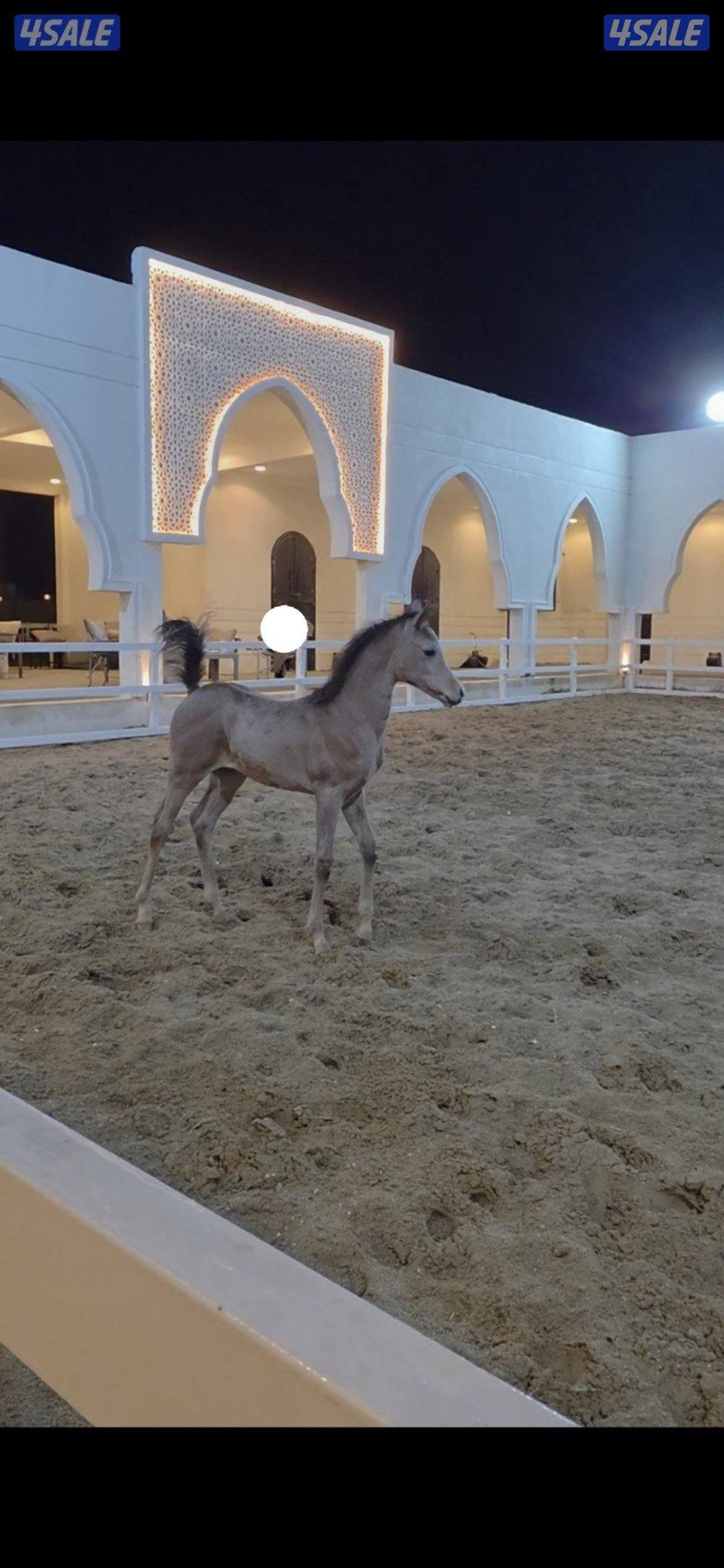 مربط خيل بالوفره بداية ش٥٠٠1