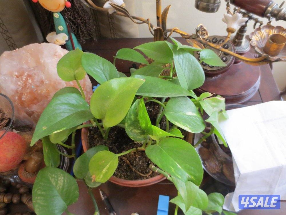 Camera canon Ixus 240 تفاصيل داخل4