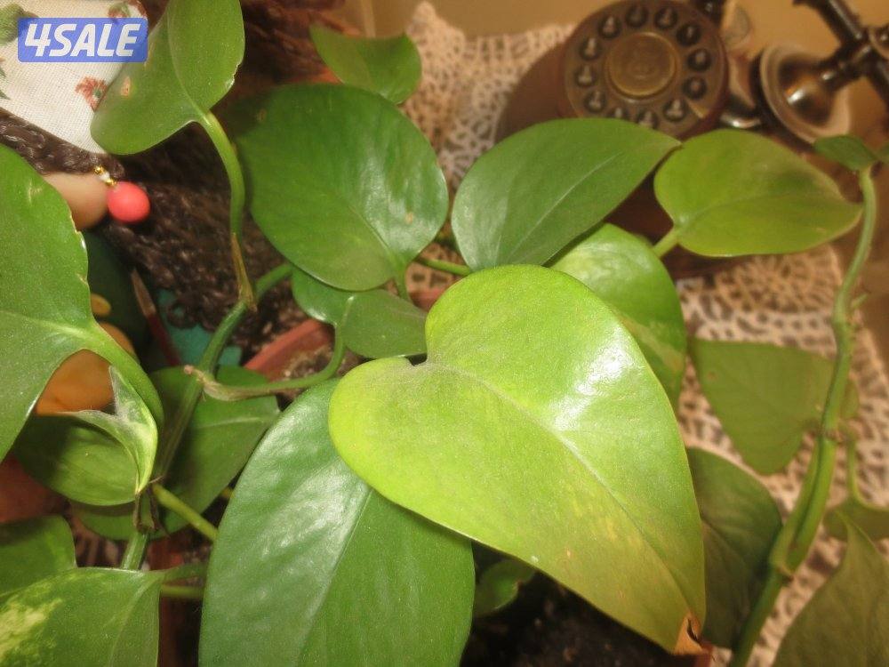 Camera canon Ixus 240 تفاصيل داخل11