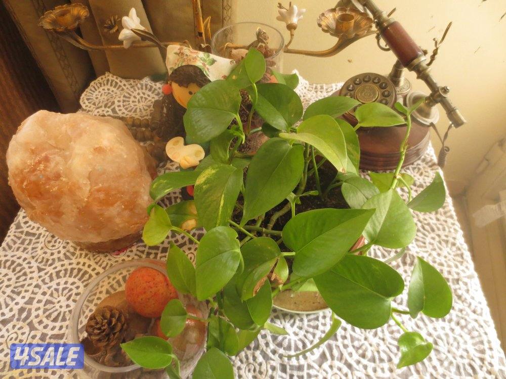 Camera canon Ixus 240 تفاصيل داخل12