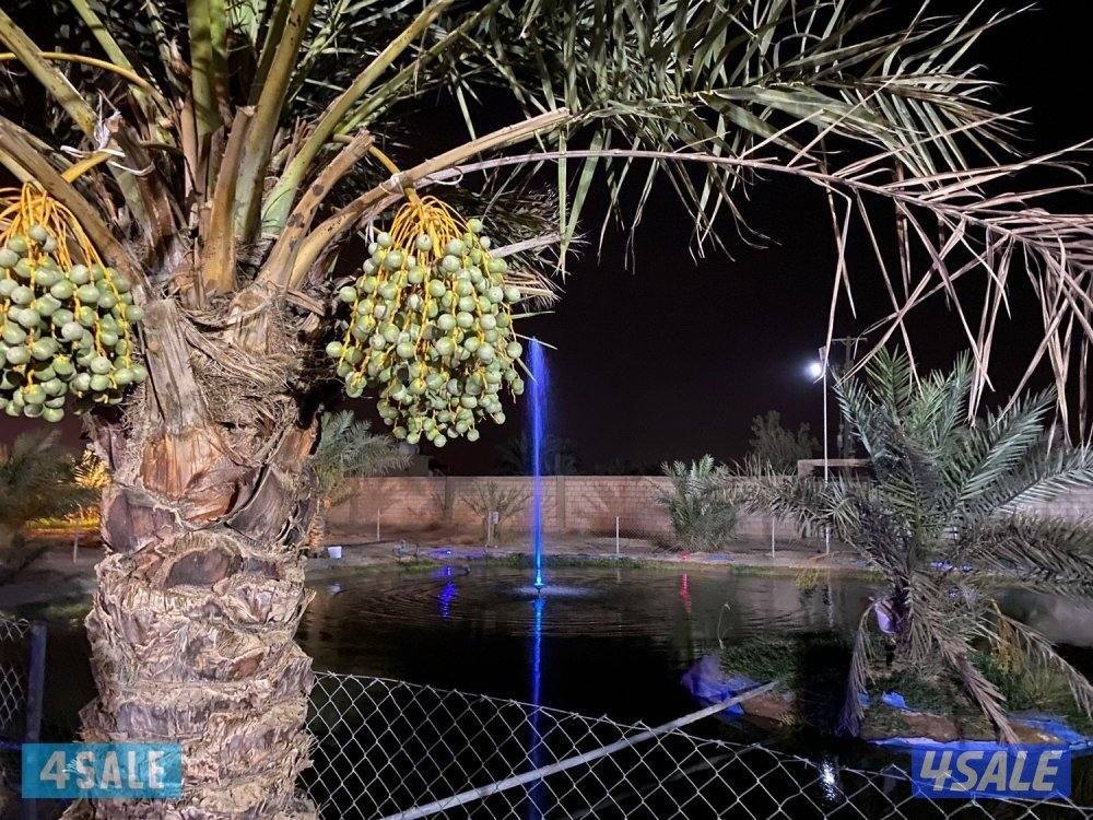 العبدلي متوفره بالعطله1