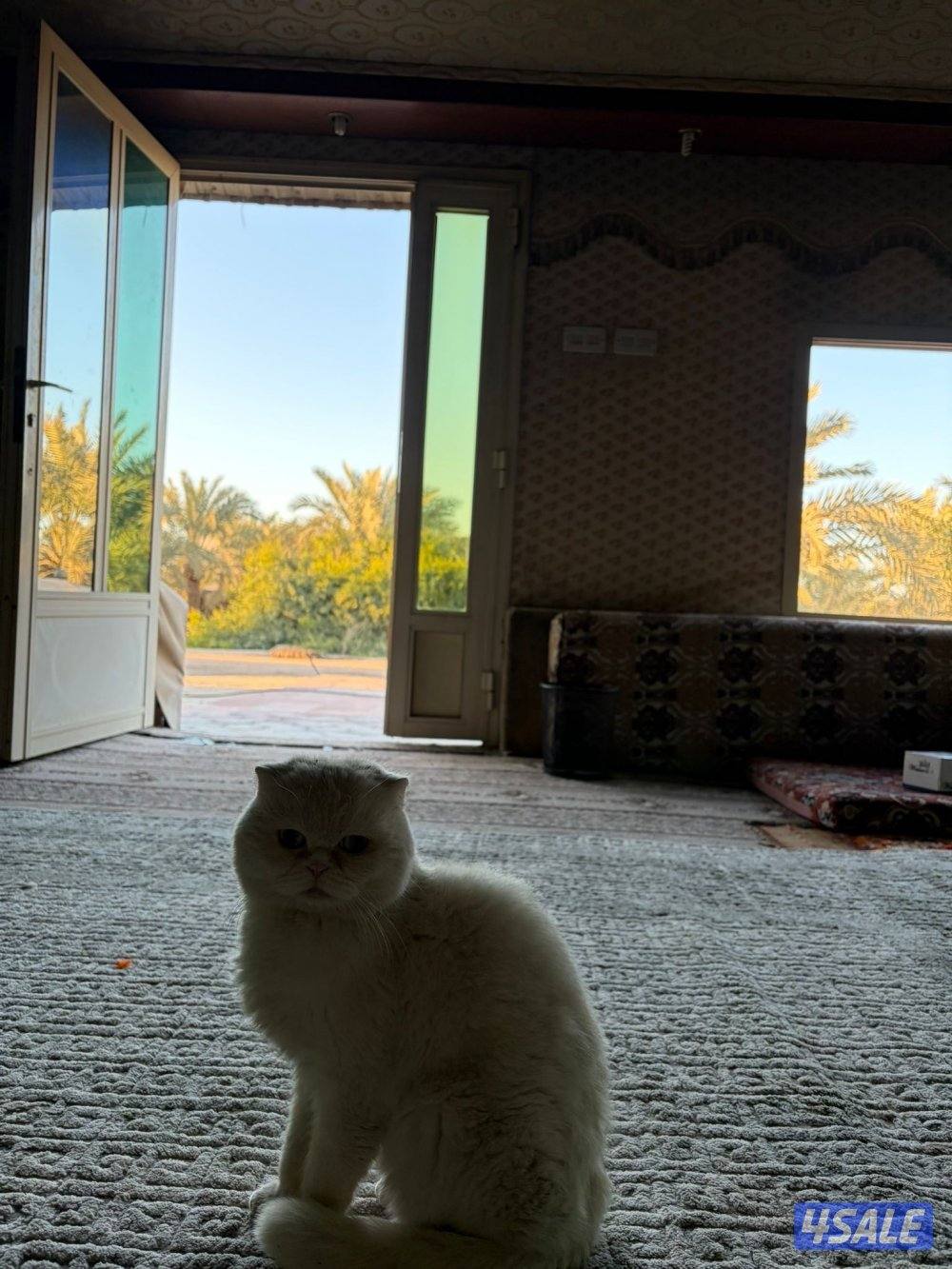 العبدلي متوفره بالعطله4