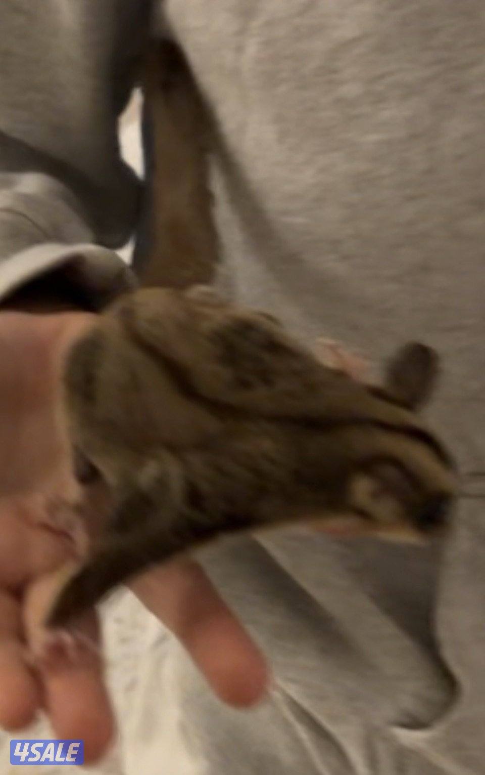 بيعه سريعه شوقر قلايدر  ربوه   شي فاخر1