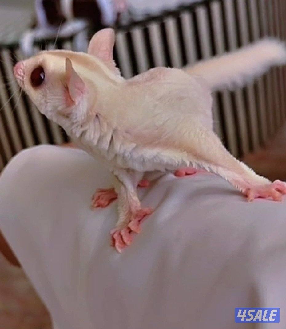 بيعه سريعه شوقر قلايدر  ربوه   شي فاخر0